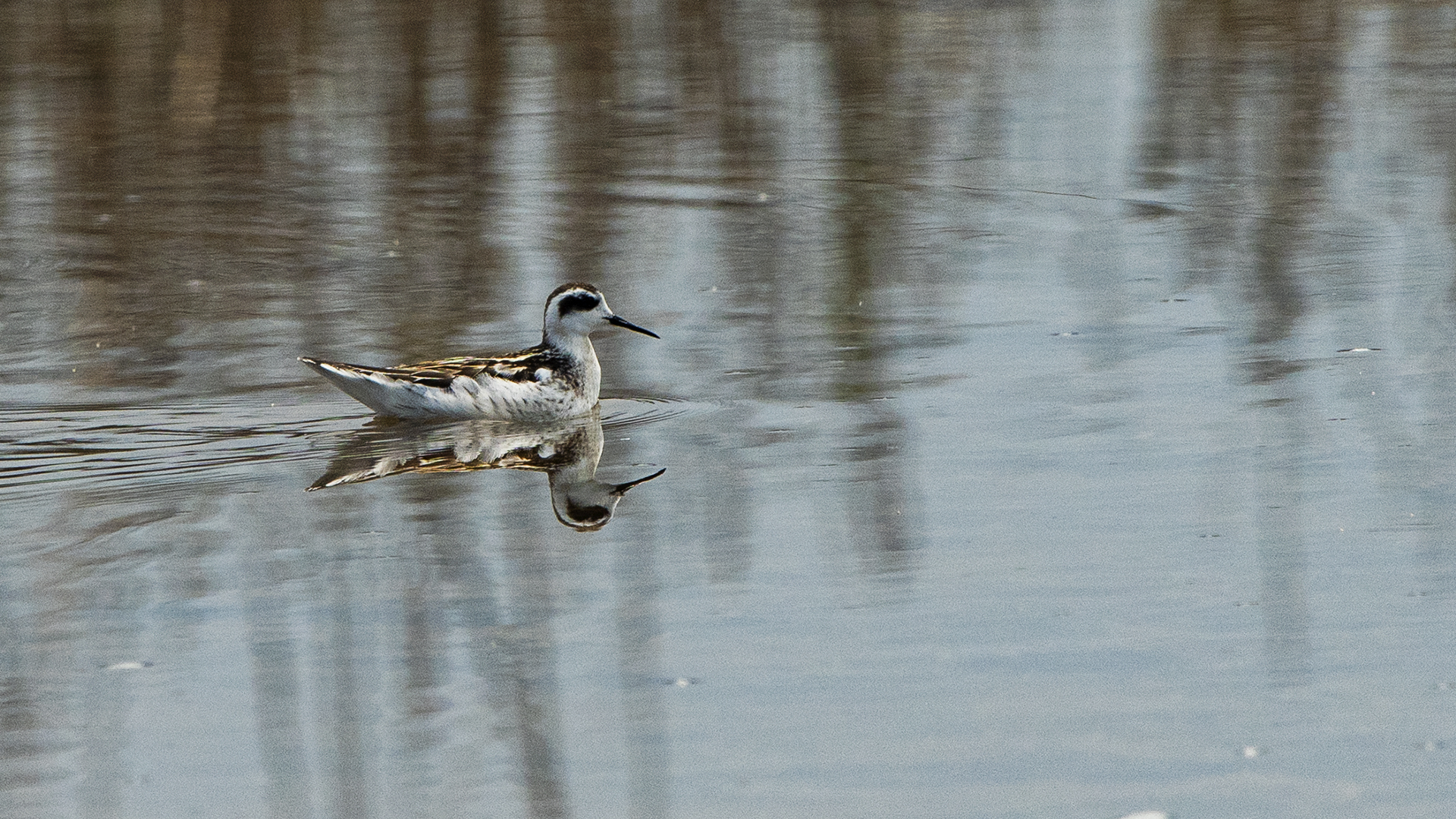 Red-necked Phalarope
